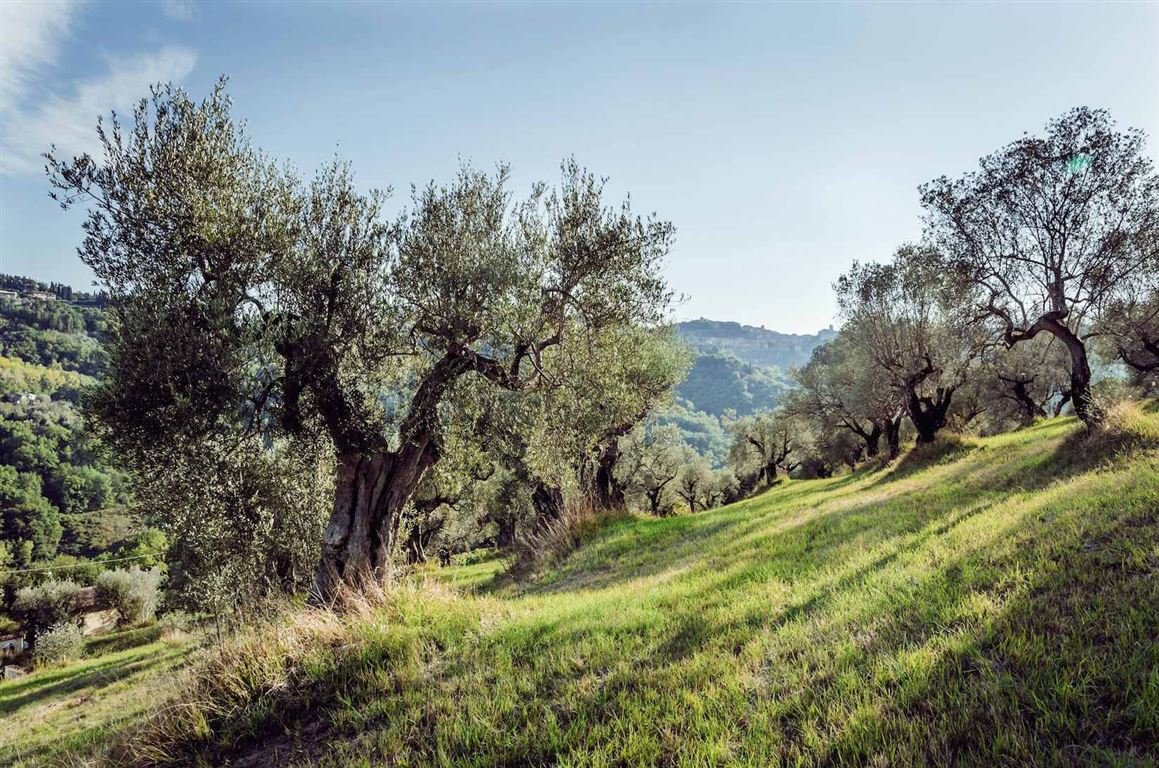 28-4633-Olive-grove-Podere-tra-gli-Ulivi